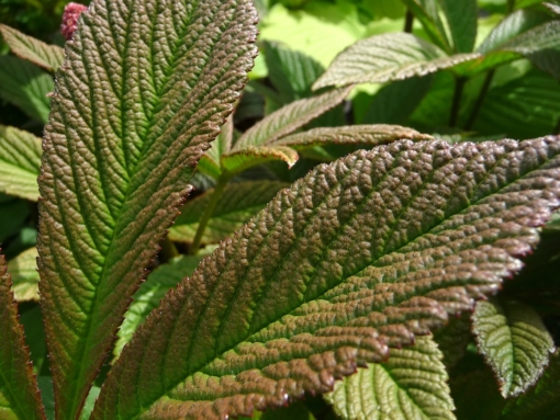 Die Blätter des Schaublattes Rodgersia ‚Chocolate Wings’® färben sich später von rot-braun nach grün um.