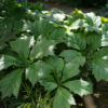 Rodgersia podophylla ‚Rotlaub’ ist eine ausgezeichnete Blattschmuckpflanze und ist pflegeleicht.