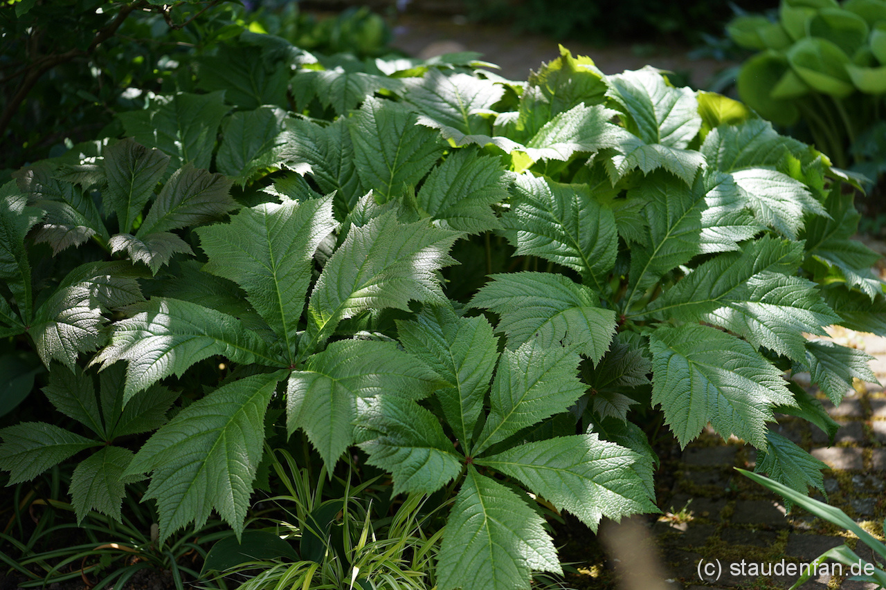 Rodgersia podophylla ‘Rotlaub’ Gärtnerei Staudenfan