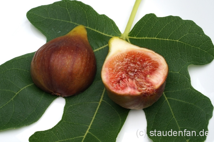 Ficus carica ‘Brunswick’ – Gärtnerei Staudenfan