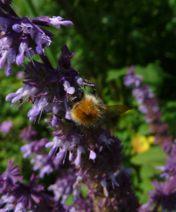 Der Salbei Salvia verticillata 'Hannay's Blue' ist bei vielen nützlichen Insekten beliebt.