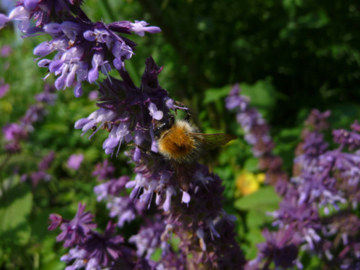 Der Salbei Salvia verticillata 'Hannay's Blue' ist bei vielen nützlichen Insekten beliebt.