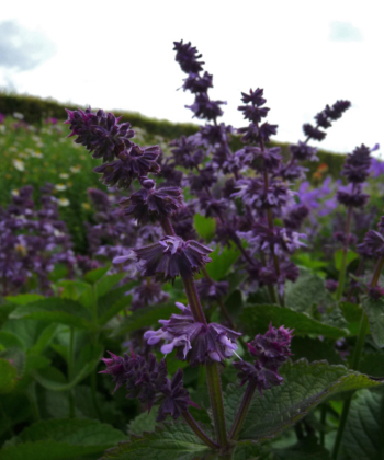 Der Salbei Salvia verticillata 'Hannay's Blue' lässt sich gut mit anderen Gartenpflanzen kombinieren.