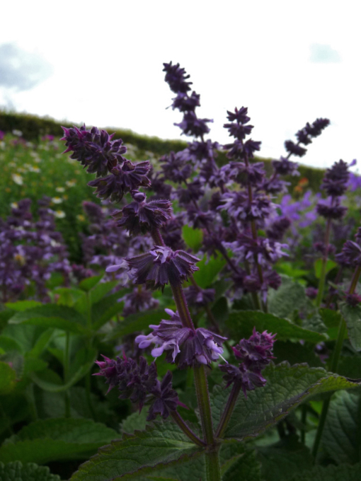 Der Salbei Salvia verticillata 'Hannay's Blue' lässt sich gut mit anderen Gartenpflanzen kombinieren.