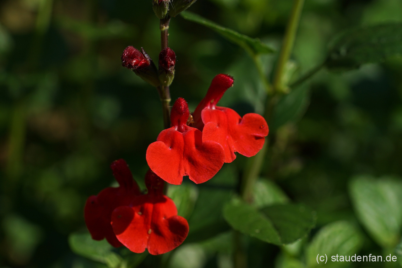 Der Salbei Salvia 'Royal Bumble' wartet mit einer kräftigen roten Blütenfarbe auf.