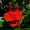 Salvia greggii 'Royal Bumble' blüht intensiv lackrot und ist eine Dauerblüher für Terrasse und Balkon.