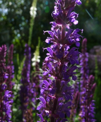 Salvia nemorosa 'Caradonna' ist mit ihren 60 cm hohen Blütenkerzen eine der höchsten Steppensalbei-Sorten.