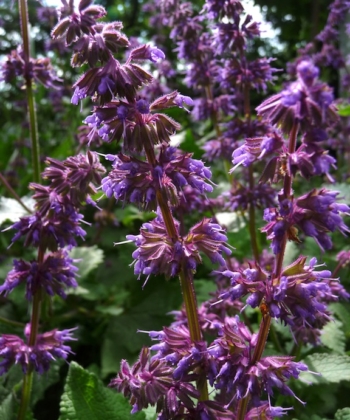Der Quirlblütige Salbei Salvia verticillata 'Smouldering Torches' hat eine wunderbar purpurfarbene Blütenfarbe.