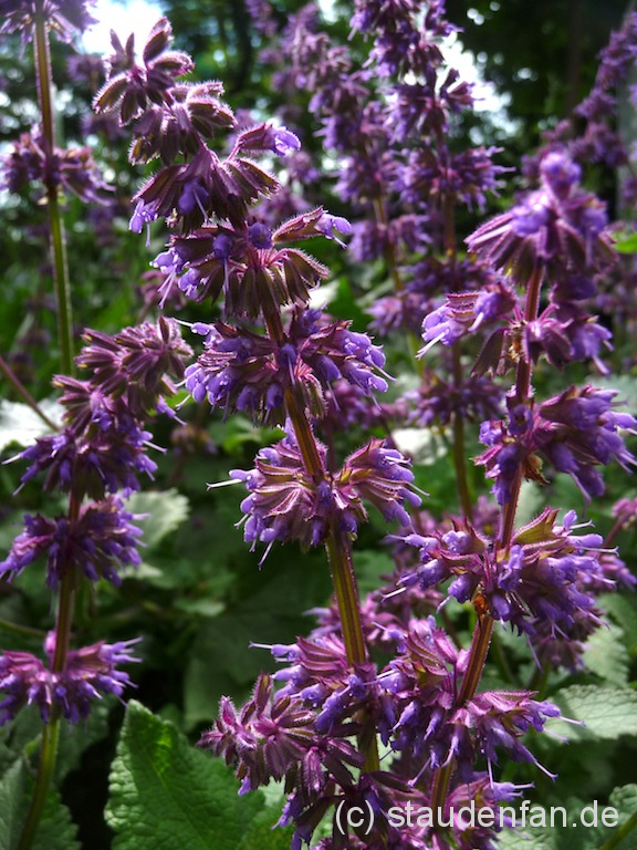 Der Quirlblütige Salbei Salvia verticillata 'Smouldering Torches' hat eine wunderbar purpurfarbene Blütenfarbe.