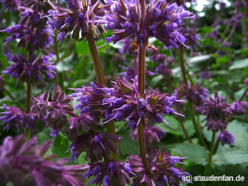 Die Blütenkerzen von Salvia verticillata 'Smouldering Torches' sind für einen quirlblütigen Salbei sehr lang.