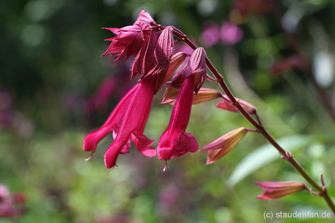 Salvia 'Wendy's Wish' ist eine beliebte Kübelpflanze und blüht unermüdlich. Der Calyx des Salbeis ist dunkler als die Blüte.