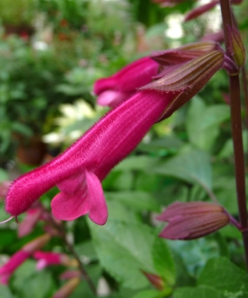 Die Salbeisorte Salvia 'Wendys Wish' hat sehr lange Blüten.