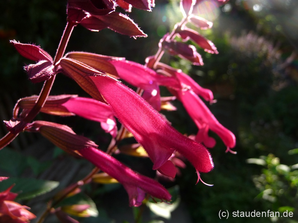 Salvia 'Wendy's Wish' wurde in Australien gezüchtet und wird hierzulande als einfach zu pflegende Kübelpflanze gezogen.