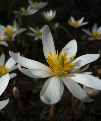 Sanguinaria canadensis stammt aus den Wäldern Nordamerikas und Kanadas. Im Garten fühlen sich die Pflanzen pudelwohl.