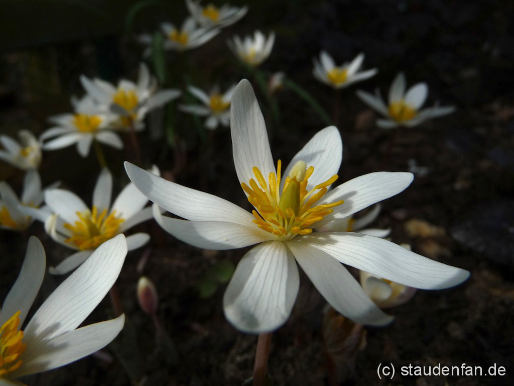 Sanguinaria canadensis stammt aus den Wäldern Nordamerikas und Kanadas. Im Garten fühlen sich die Pflanzen pudelwohl.