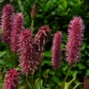 Der Wiesenknopf Sanguisorba 'Blackthorn' ist auch unter 'Purple Candle' bekannt.