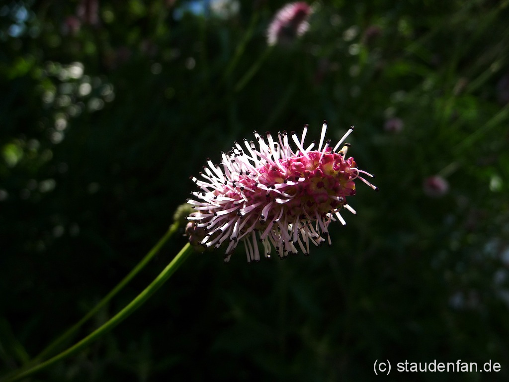 Nicht nur im Detail faszinieren schön: der Wiesenknopf Sanguisorba 'Pink Tanna'.