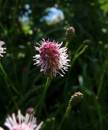 Der Wiesenknopf Sanguisorba 'Pink Tanna' ist ein Klassiker des Gärtners 'Coen Jansen'.