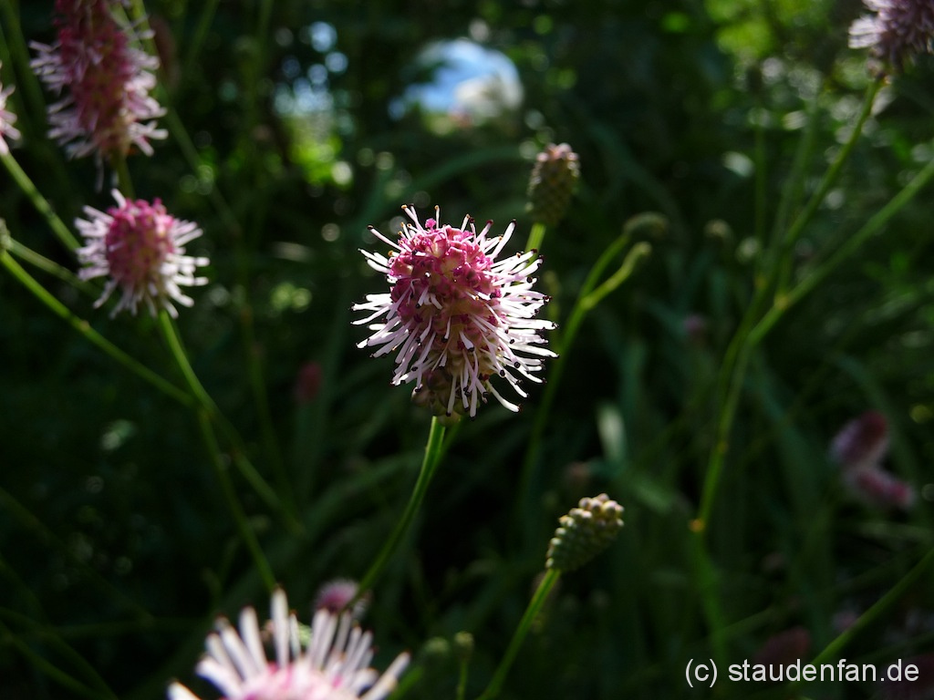 Der Wiesenknopf Sanguisorba 'Pink Tanna' ist ein Klassiker des Gärtners 'Coen Jansen'.