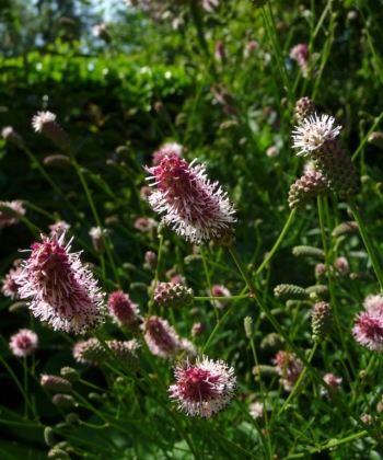 Sanguisorba 'Pink Tanna' bringt unzählige Blütenkerzen hevor.