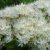Sedum spectabile 'Stardust'.