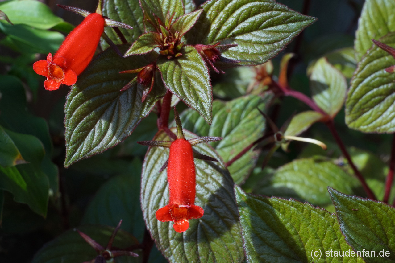 Seemannia x Little Red: Eine noch seltene, aber dankbare Kübelpflanze.