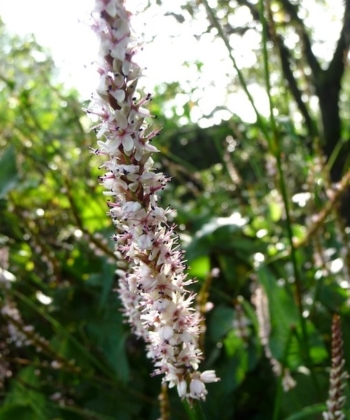 Elegante und standfeste Blütenkerzen sind das Markenzeichen von Persicaria amplexicaulis 'Pink Mist'.