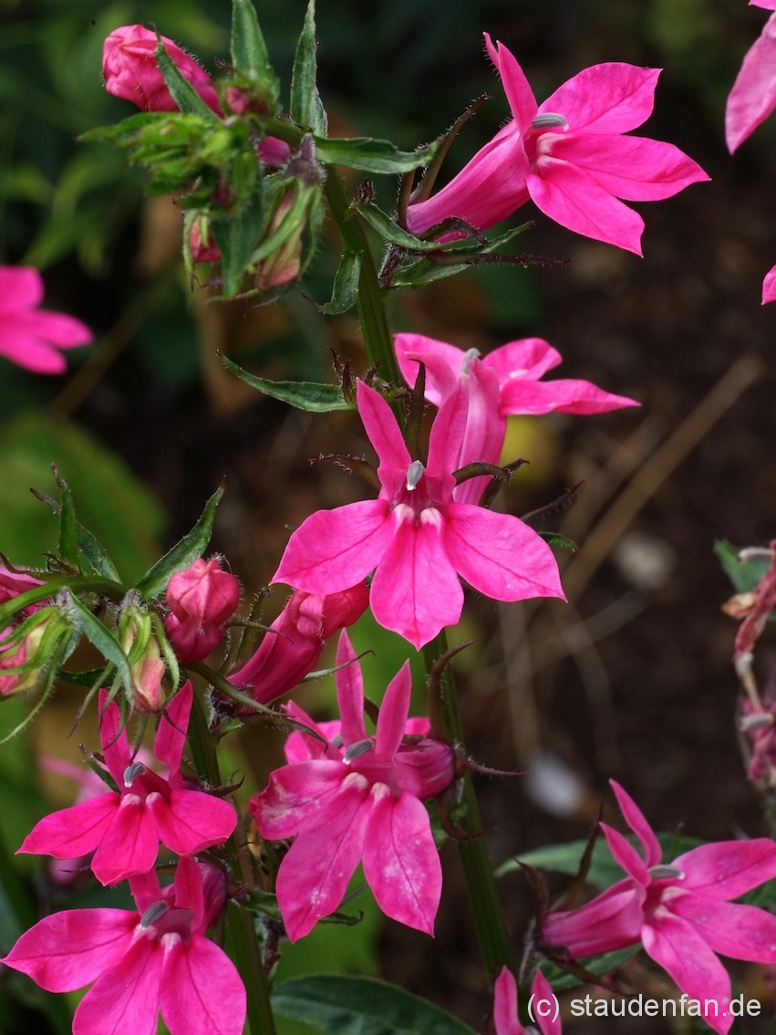 Lobelia x ‚Pinker Sämling’ – Bild 3