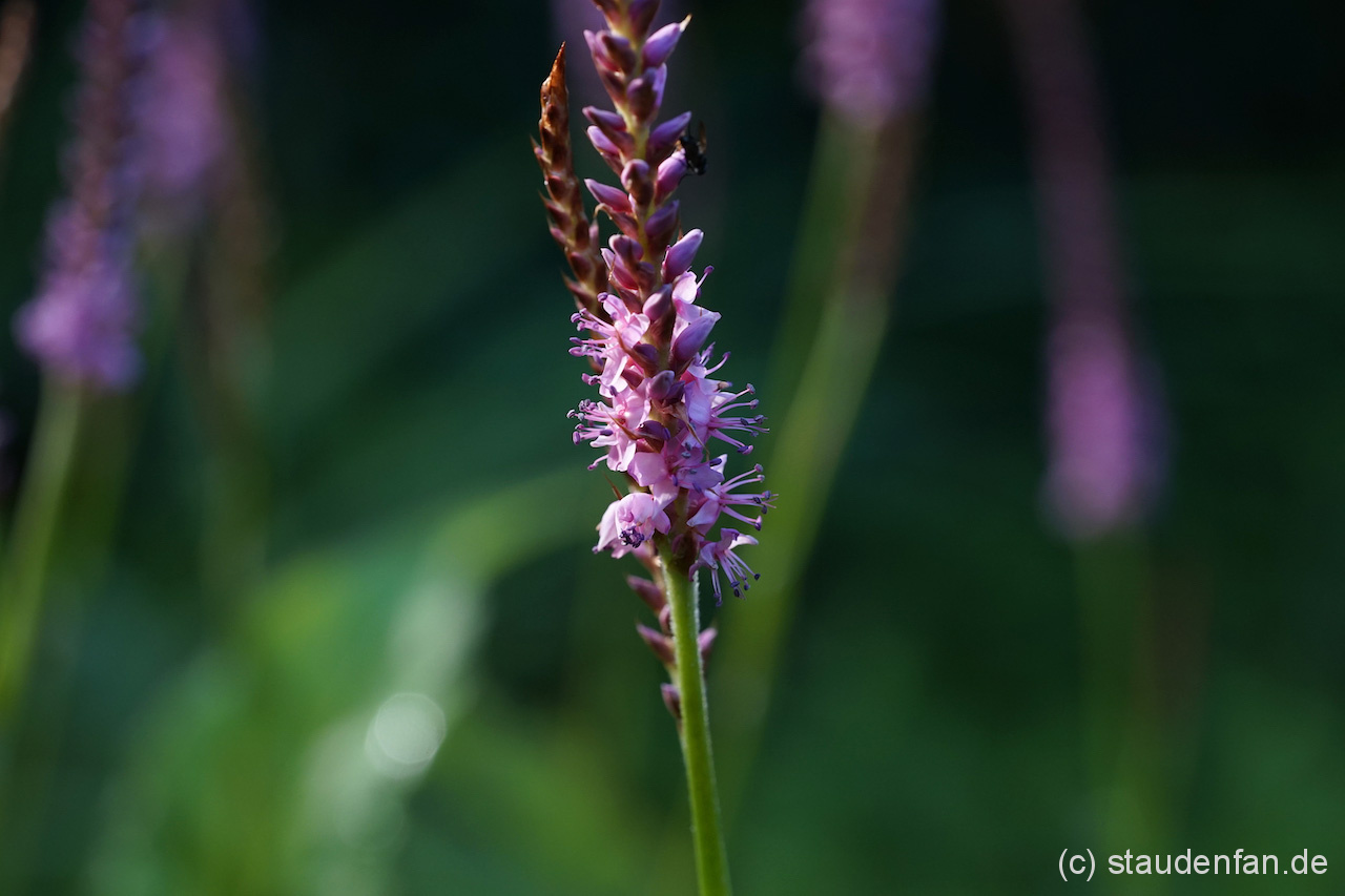 Eine sehr schöne Berreicherung im Persicaria-Sortiment: Unsere neue Sorte 'Sommerfrische'.