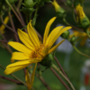 Silphium trifoliatum wird manchmal auch als eine Variante von Silphium asteriscus angesehen.