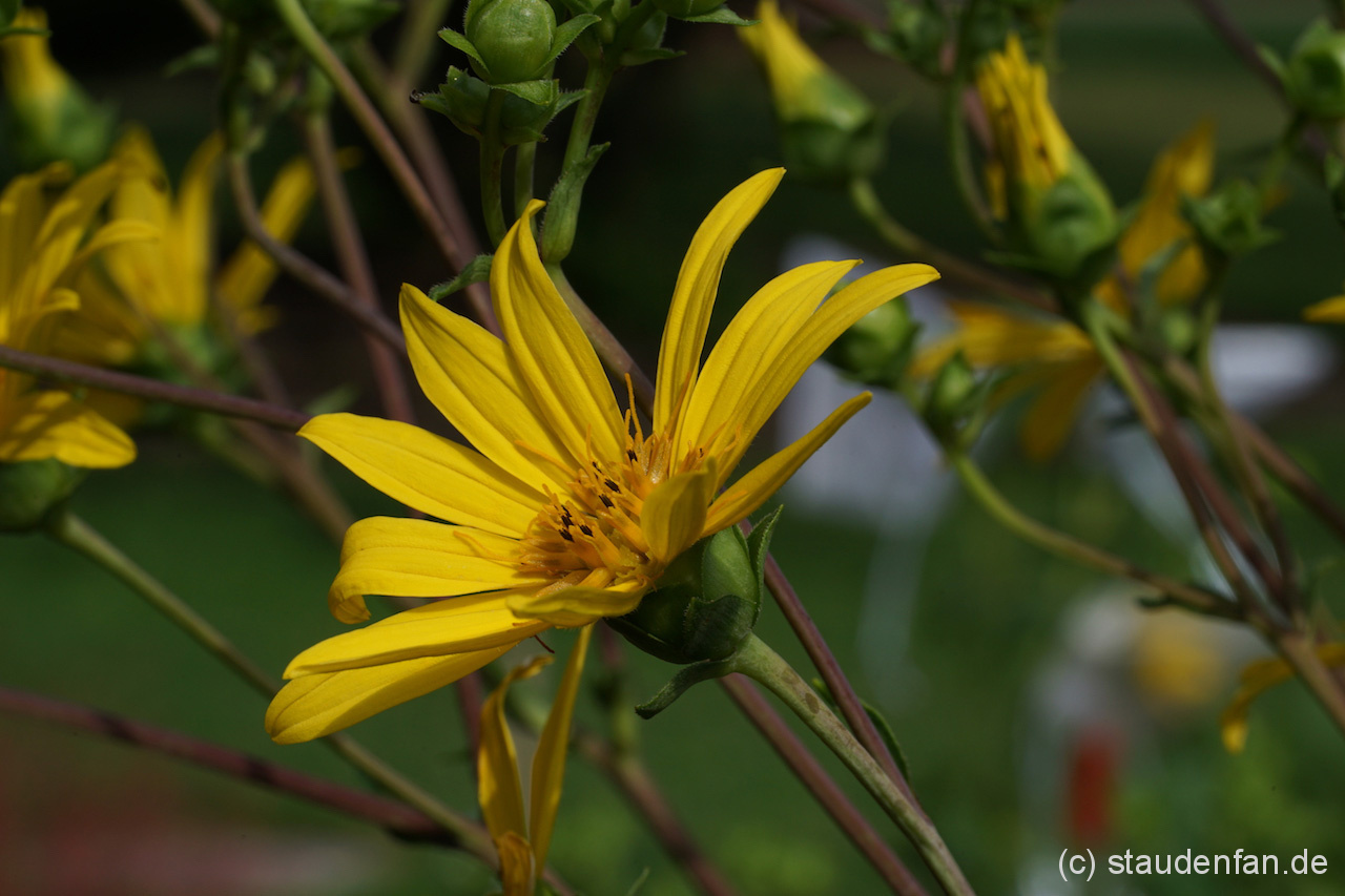Silphium trifoliatum Gärtnerei Staudenfan