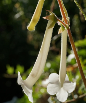 Sinningia tubiflora ist eine ideale Kübelpflanze, da man sie als Knolle platzsparend überwintern kann.