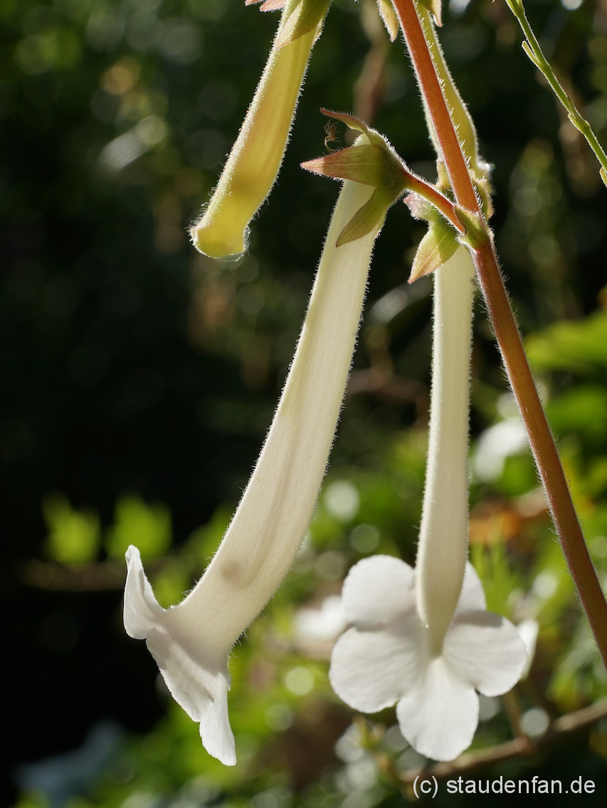 Sinningia tubiflora ist eine ideale Kübelpflanze, da man sie als Knolle platzsparend überwintern kann.
