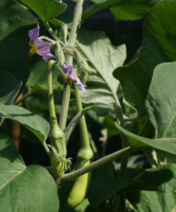 Solanum melongea Thai Long Green setzt reichlich Früchte an.