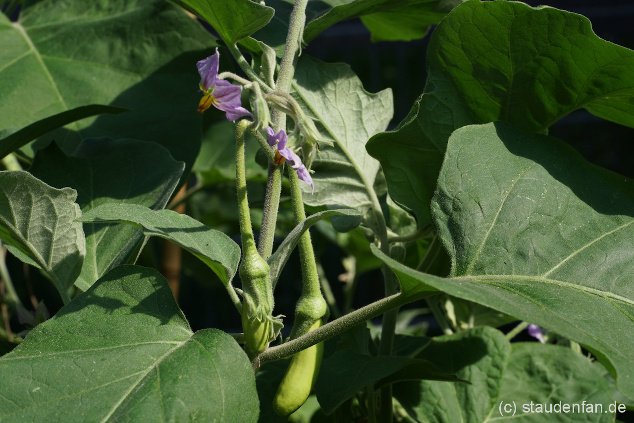Solanum melongea Thai Long Green setzt reichlich Früchte an.