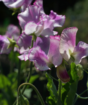 Sowohl für den Garten als auch als Schnittblume sehr wertvoll: Die Duftwicke Lathyrus odoratus ‚Lady Nicholson‘.