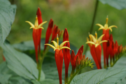 Spigelia marilandica 'Ragin Cajun' ist eine sehr reich blühende Auslese und bei uns viel robuster als die Wildart.