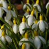 Vermehrungsfreudig, gesund und große Blüten: Das gelbe Schneeglöckchen Galanthus 'Spindlestone Surprise'.