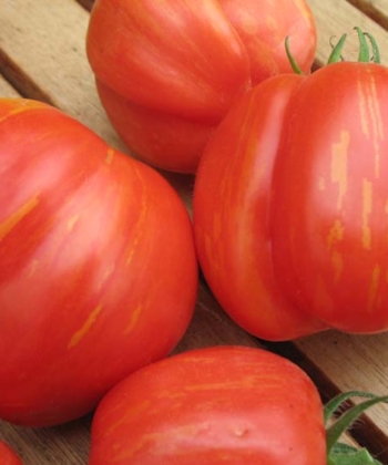 Tomate Striped Cavern