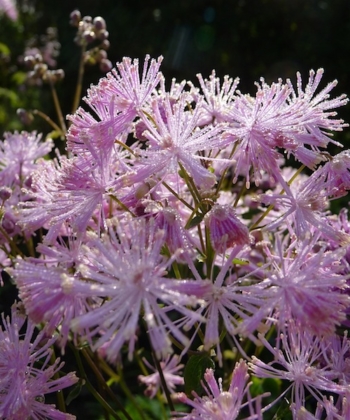 Morgens bilden sich oft wunderschöne Tautropfen an den Blüten der akeleiblättrigen Wiesenraute (Thalictrum aquilegifolium).