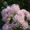 Thalictrum aquilegifolium, die akeleiblättrige Wiesenraute, ist eine beliebte Pflanze im Garten.