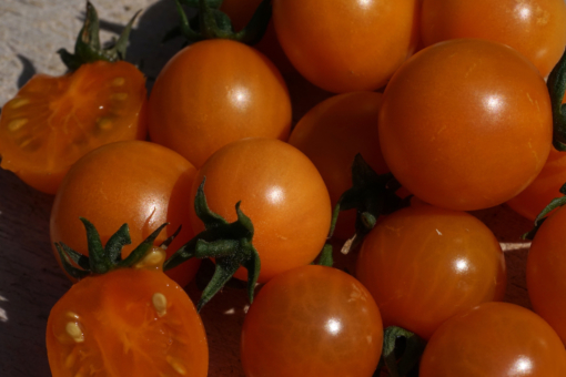 Das Aroma der Tomatensorte ‚Aprikosenkirsche’ ist fein und ausgewogen.