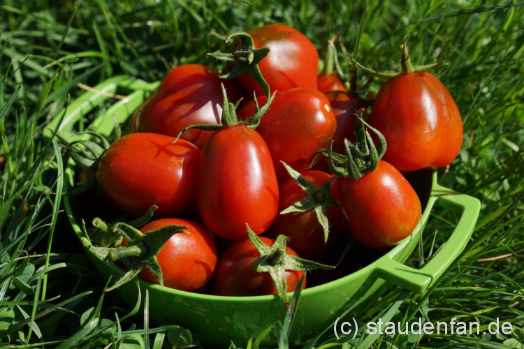 Seedeo® Tomate Black Plum BIO-Samen – 20 Stück, Rotschwarze Salattomate, Ertragreich & Aromatisch