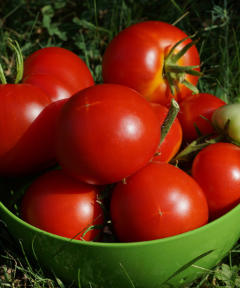 Eine Schüssel voll leckerer Tomaten der Sorte Bonner Beste.