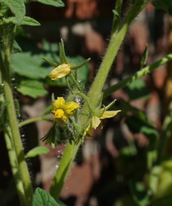 Tomate Bonner Beste, Blüten