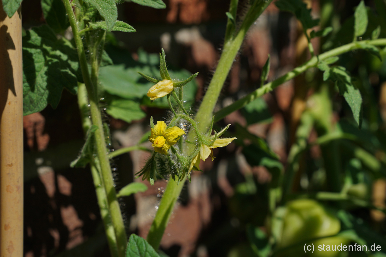 Tomate Bonner Beste, Blüten
