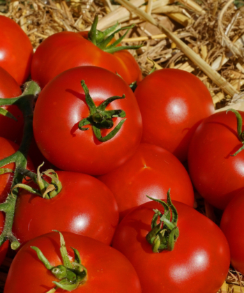 Aus dem Rheinland stammt die historische Tomate Bonner Beste.