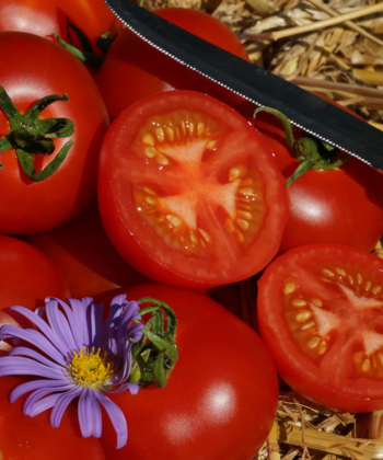 Der Name dieser Tomate ist Programm: Bonner Beste.