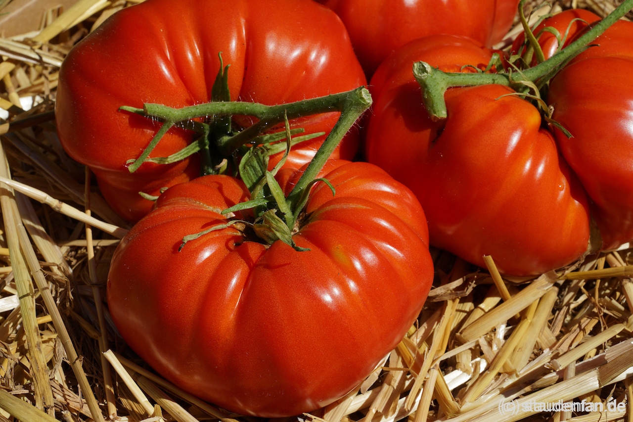 Tomate Brandywine Glicks