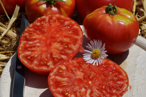 Die Tomate Caspian Pink ist saftig und lecker.